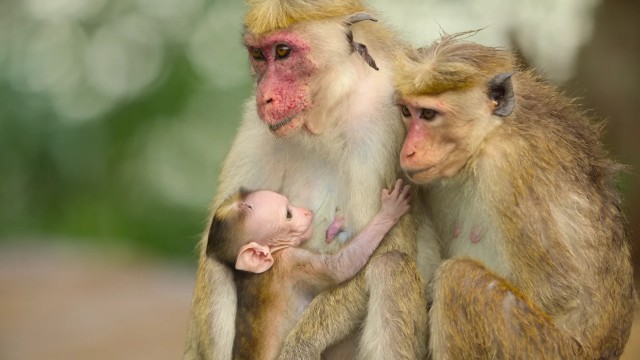 Click to watch 'Finding Your Place' (popup) Wild Babies